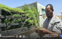 وصول أشجار لدعم الغطاء النباتي بتراغن