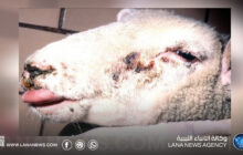 تأكيد تسجيل إصابة بجدري الأغنام ومطالبة بتكثيف التحصين