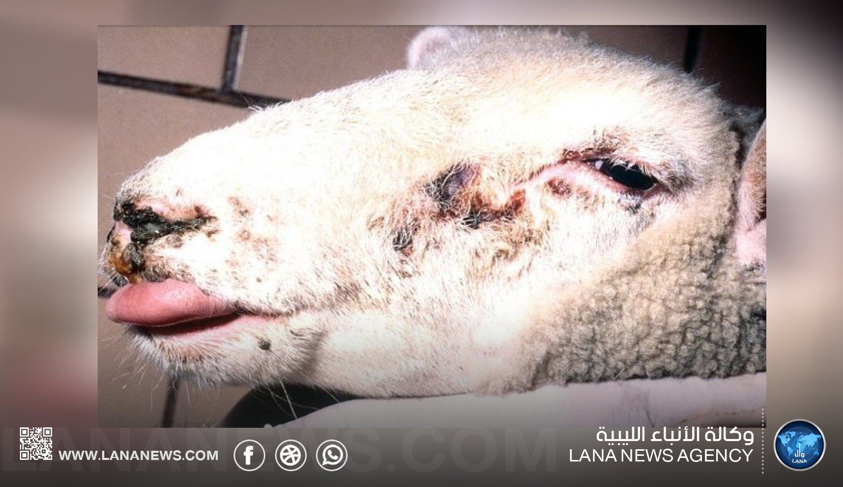 تأكيد تسجيل إصابة بجدري الأغنام ومطالبة بتكثيف التحصين