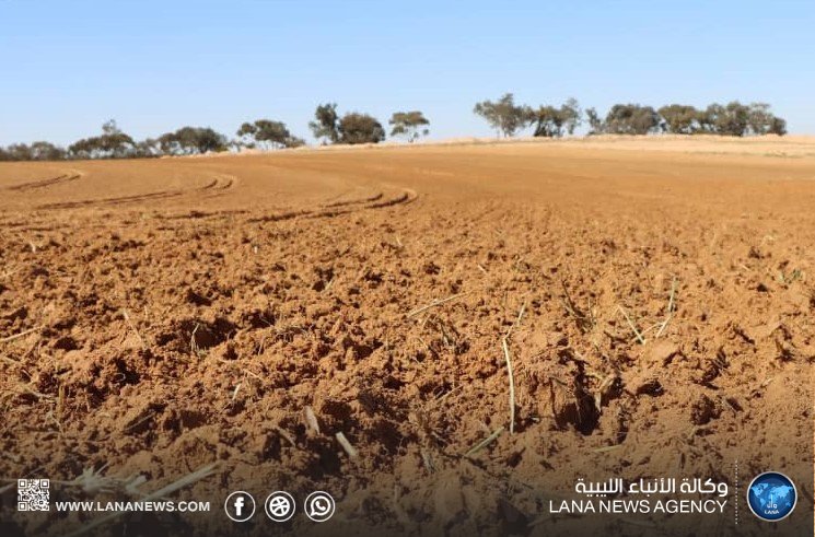 انطلاق مشروع زراعة تسعة ملايين شتلة زيتون بالمنطقة الوسطى