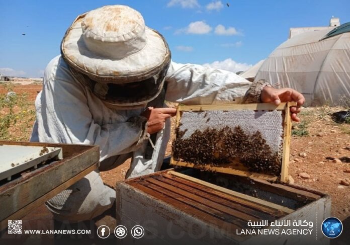 دراسة تحذّر من تأثير التغير المناخي على تربية النحل