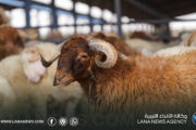 9000 رأس من الأغنام تصل ميناء جليانة ضِمن مبادرة الأضاحي المدعومة