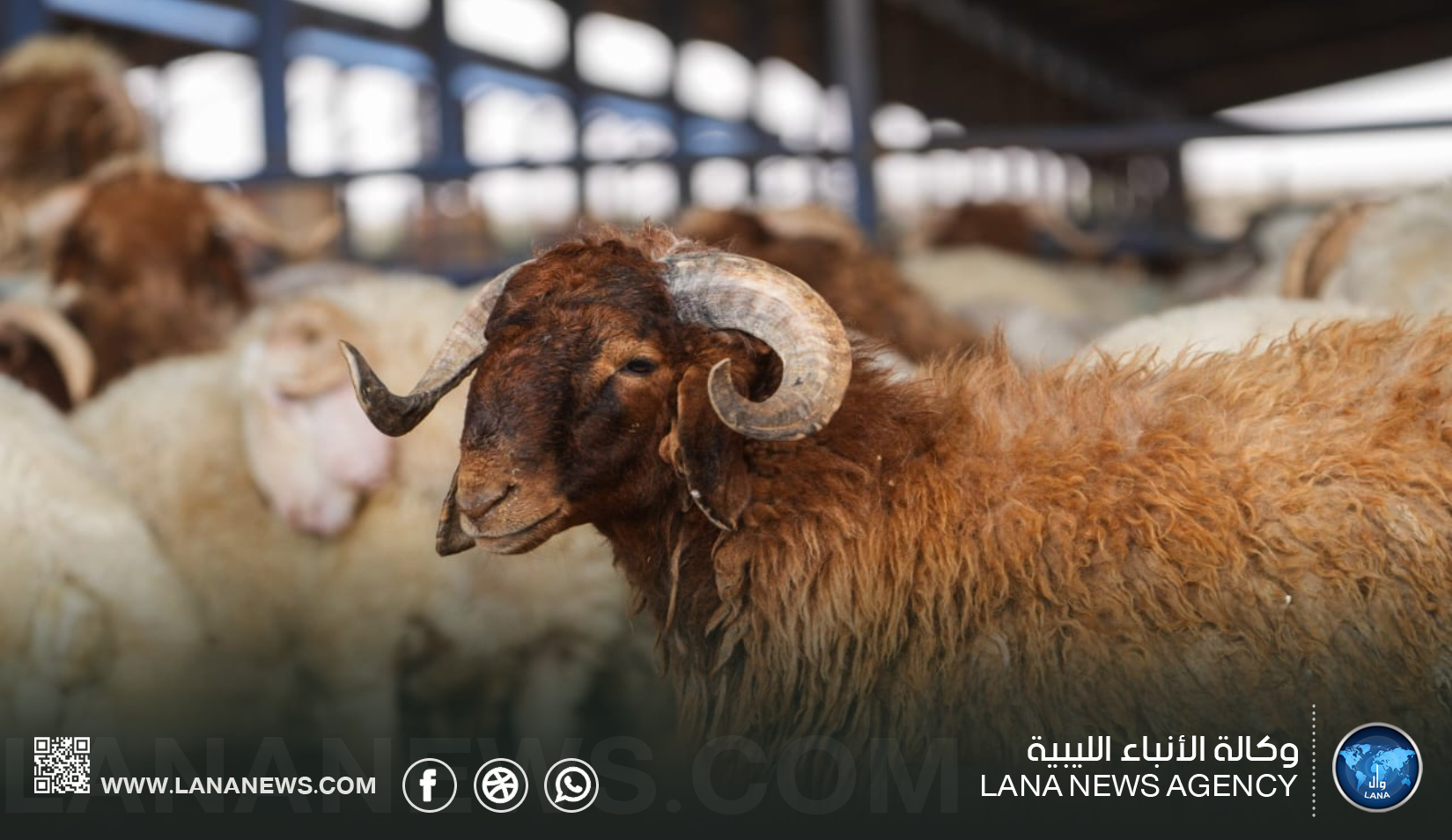 9000 رأس من الأغنام تصل ميناء جليانة ضِمن مبادرة الأضاحي المدعومة