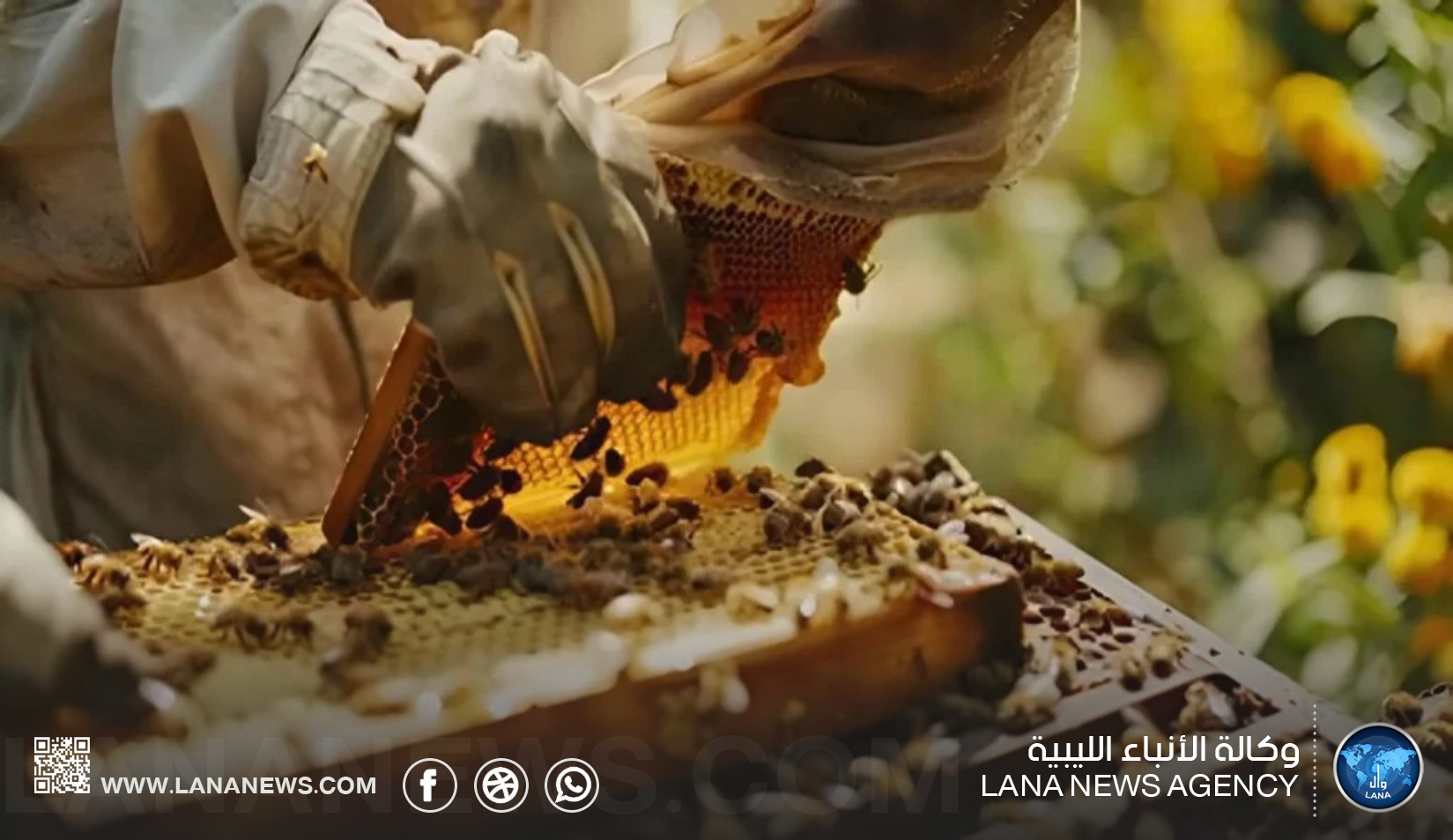 تربية النحل بفزان بين فرص النمو وضعف التسويق