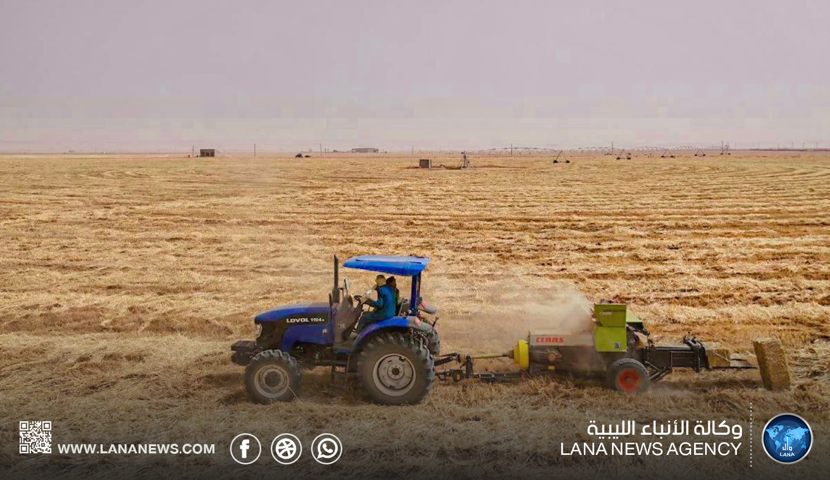 نقيب البيطريين بالمرج: تراجع مرتقب في أسعار الأعلاف مع موسم الحصاد