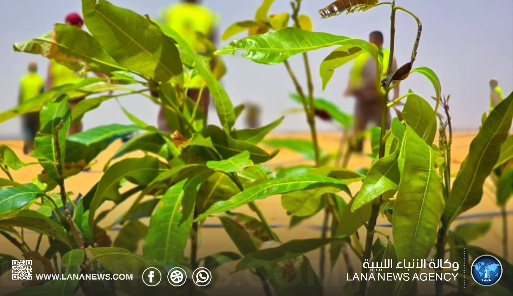 مشروع الكفرة.. خطوات متسارعة لتعزيز الأمن الغذائي ودعم التنمية الزراعية