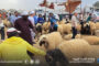 ركود في أسواق الأضاحي بالجبل الأخضر بسبب ارتفاع التكاليف