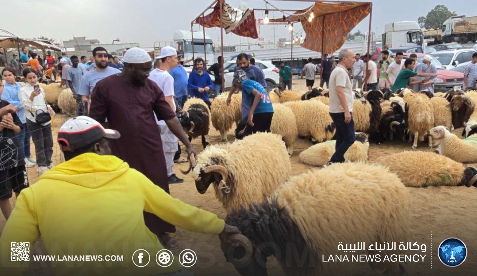 ركود في أسواق الأضاحي بالجبل الأخضر بسبب ارتفاع التكاليف