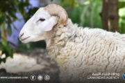 مختص يوضح الإرشادات الصحية والبيطرية للأضحية