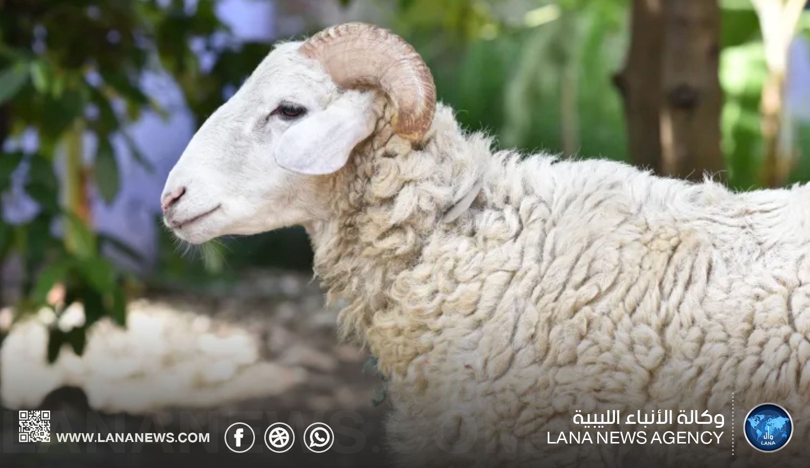 مختص يوضح الإرشادات الصحية والبيطرية للأضحية
