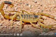  مناشدة عاجلة لإطلاق حملات مكافحة العقارب في أوباري