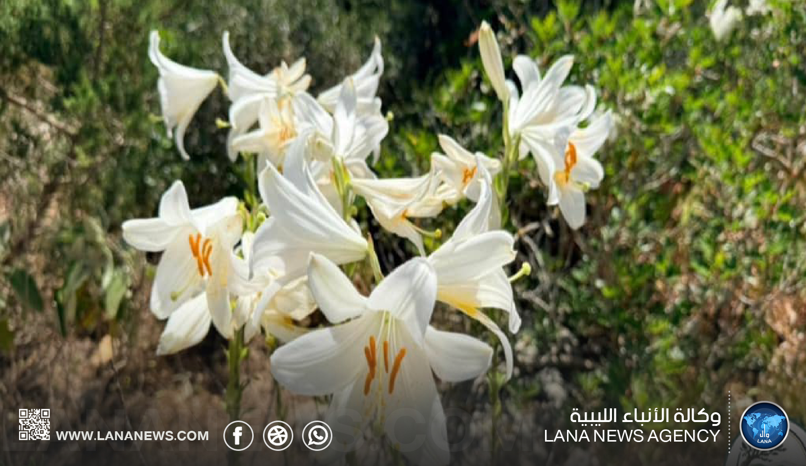 اكتشاف زهرة الزنبق الأبيض الإغريقية بالجبل الأخضر