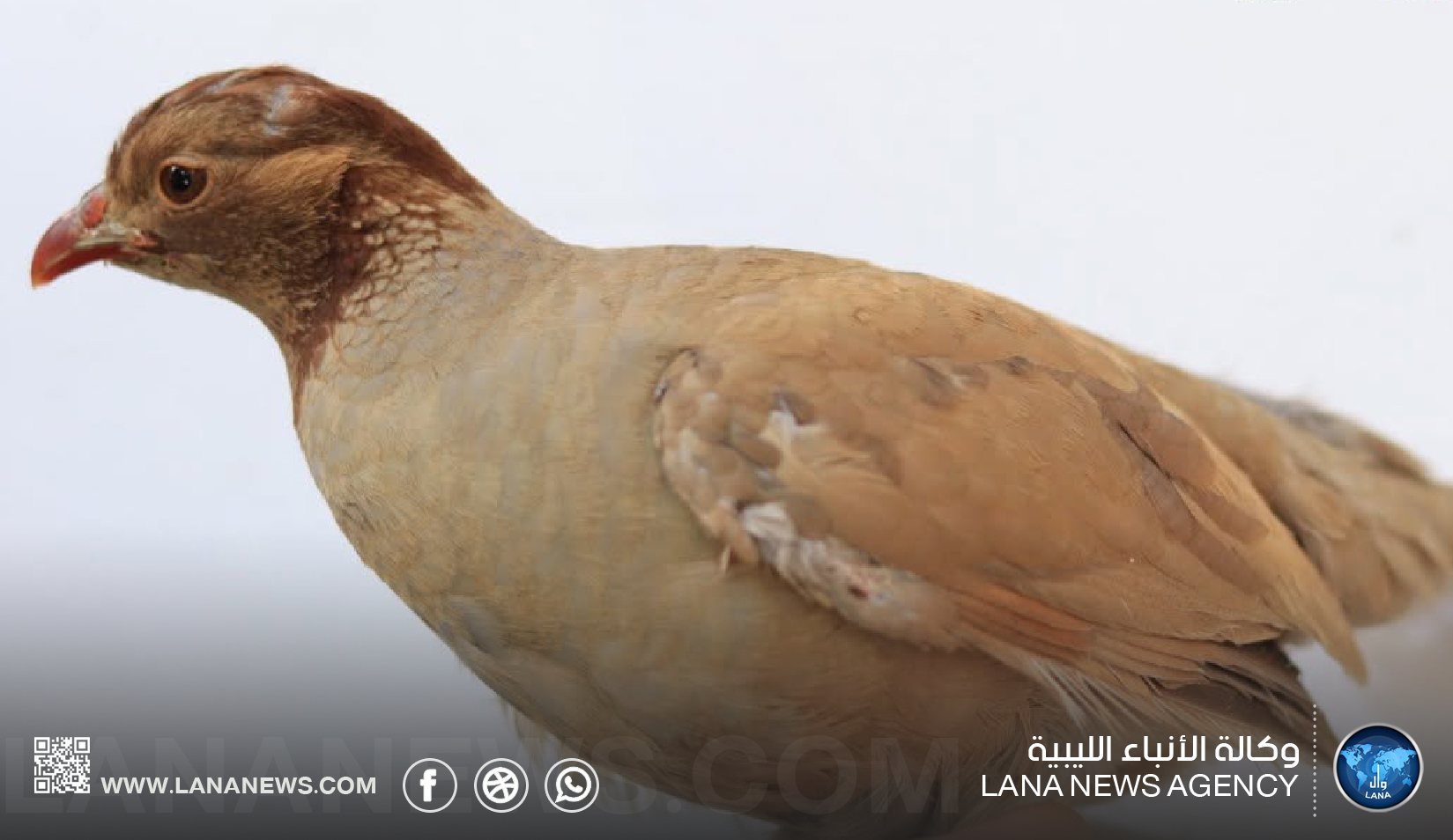 توثيق حالة لونية نادرة للحجل البربري في غريان