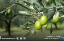 ندوة علمية في بنغازي حول أساسيات زراعة الزيتون محليا