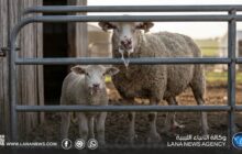 نقيب البيطريين بالمرج يحذّر من انتشار الحمى القلاعية بين الماشية في البلاد