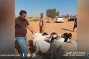 الشرطة الزراعية: تسجيل أكثر من 5 آلاف إصابة بين الأغنام جراء الحمى القلاعية