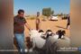 الشرطة الزراعية: تسجيل أكثر من 5 آلاف إصابة بين الأغنام جراء الحمى القلاعية