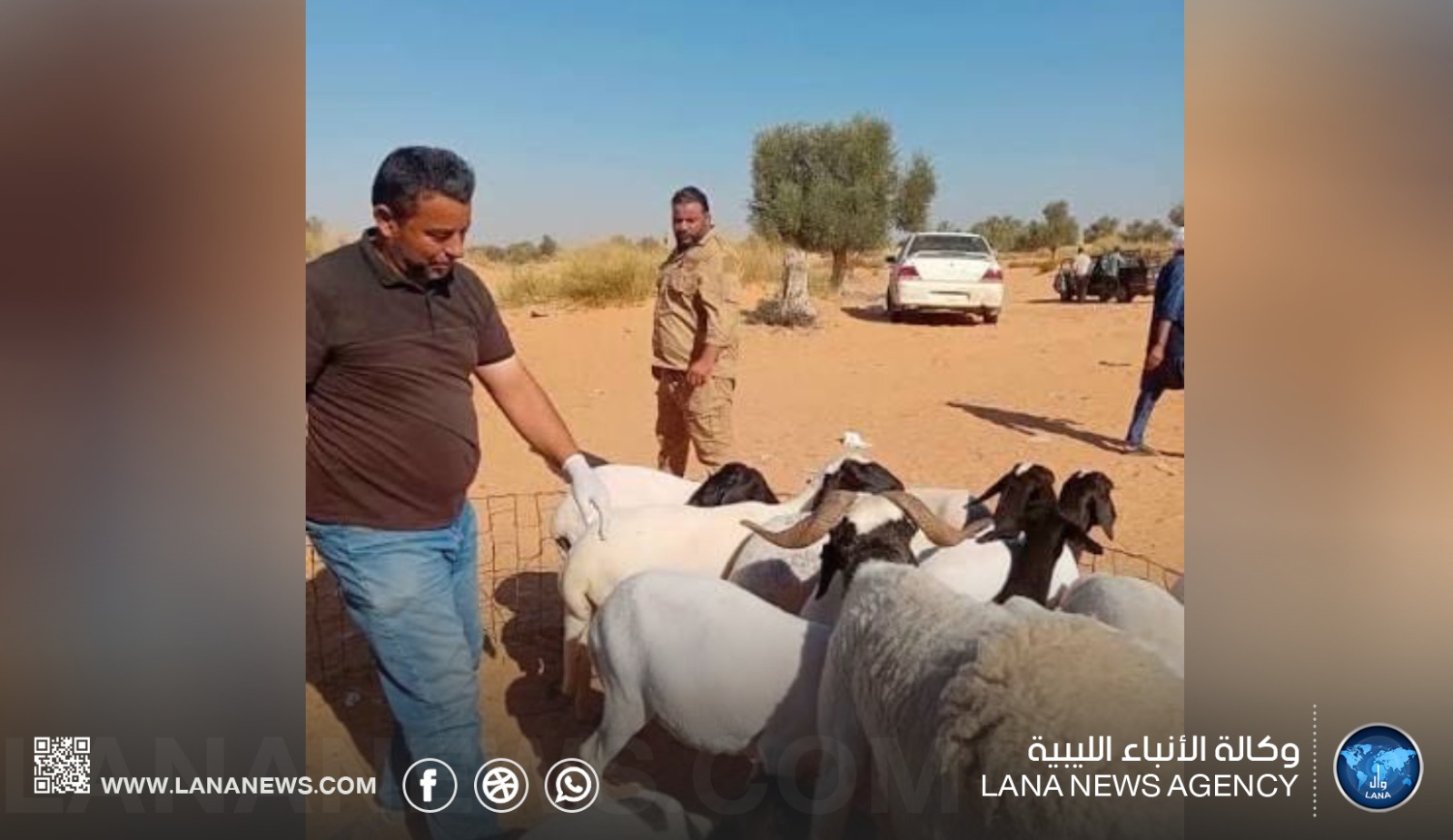 الشرطة الزراعية: تسجيل أكثر من 5 آلاف إصابة بين الأغنام جراء الحمى القلاعية