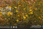 نقيب البيطريين في المرج يحذر من خطر نبات «أبو قراطو» السام على المواشي