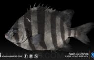 أول تسجيل لسمكة الفك المخطط في المياه الليبية