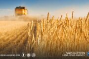 منظمة الفاو: تراجع إنتاج الحبوب في ليبيا خلال 2026