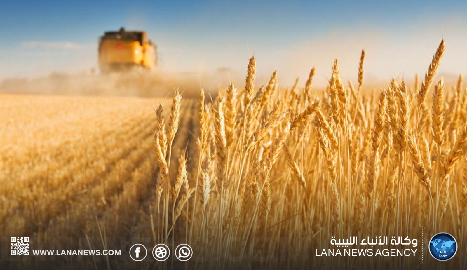منظمة الفاو: تراجع إنتاج الحبوب في ليبيا خلال 2026