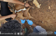 المركز الوطني للصحة الحيوانية يُباشر احتواء اشتباه مرضي في توكرة