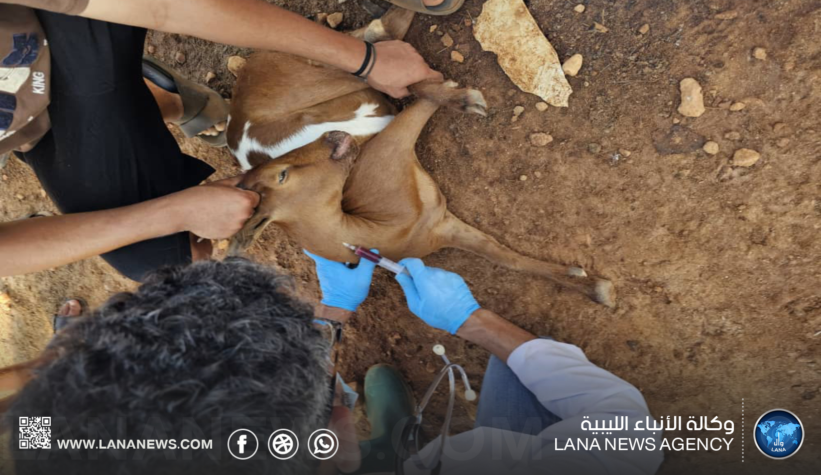 المركز الوطني للصحة الحيوانية يُباشر احتواء اشتباه مرضي في توكرة