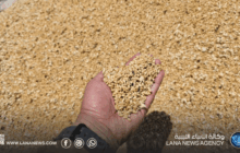 نجاح إنتاج صنف وطني محسن من القمح عالي الإنتاجية