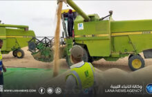 انطلاق حصاد القمح بمشروع الديسة الزراعي في أوباري بعد 15 عامًا