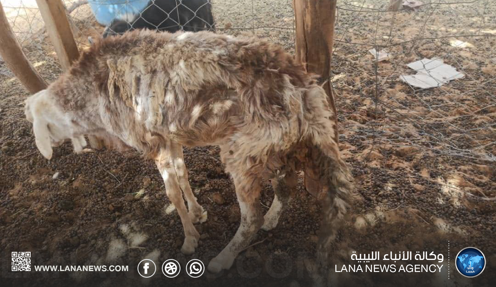 إجراءات احترازية في هراوة للحد من انتشار الحمى القلاعية