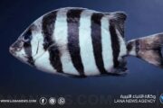 تسجيل أول ظهور لسمكة المنقار المخططة قبالة سواحل بنغازي