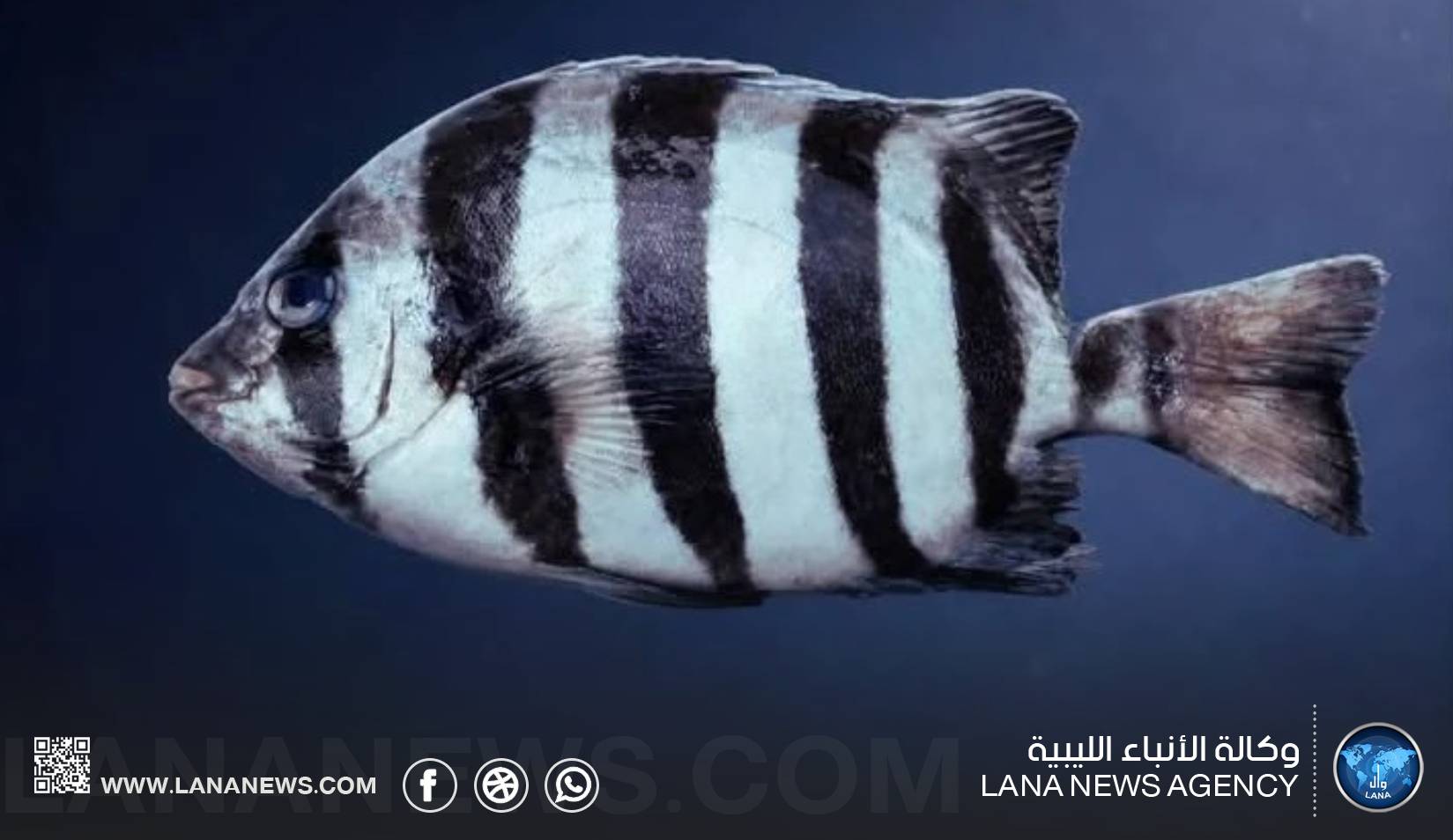 تسجيل أول ظهور لسمكة المنقار المخططة قبالة سواحل بنغازي