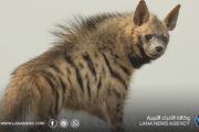 منظمة البراري تفند مفاهيم خاطئة حول الضبع المخطط وتدعو لحمايته