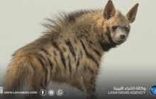 منظمة البراري تفند مفاهيم خاطئة حول الضبع المخطط وتدعو لحمايته