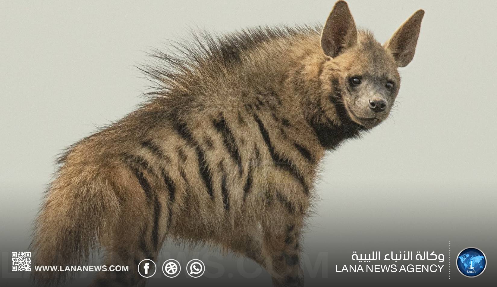منظمة البراري تفند مفاهيم خاطئة حول الضبع المخطط وتدعو لحمايته