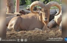 منظمة بيئية تحذر من تراجع أعداد الودان