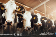 رفع القيود عن نقل المواشي بعد استقرار الوضع الوبائي للحمى القلاعية