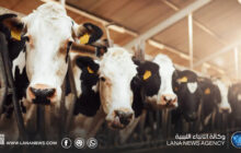 رفع القيود عن نقل المواشي بعد استقرار الوضع الوبائي للحمى القلاعية