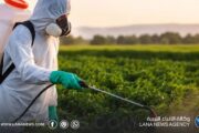 محرر الشؤون المحلية بـ (والـ) : الغذاء الآمن حق أساسي لكل الليبيين
