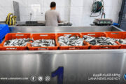 دراسة علمية تؤكد جودة الأسماك الليبية وسلامتها الغذائية