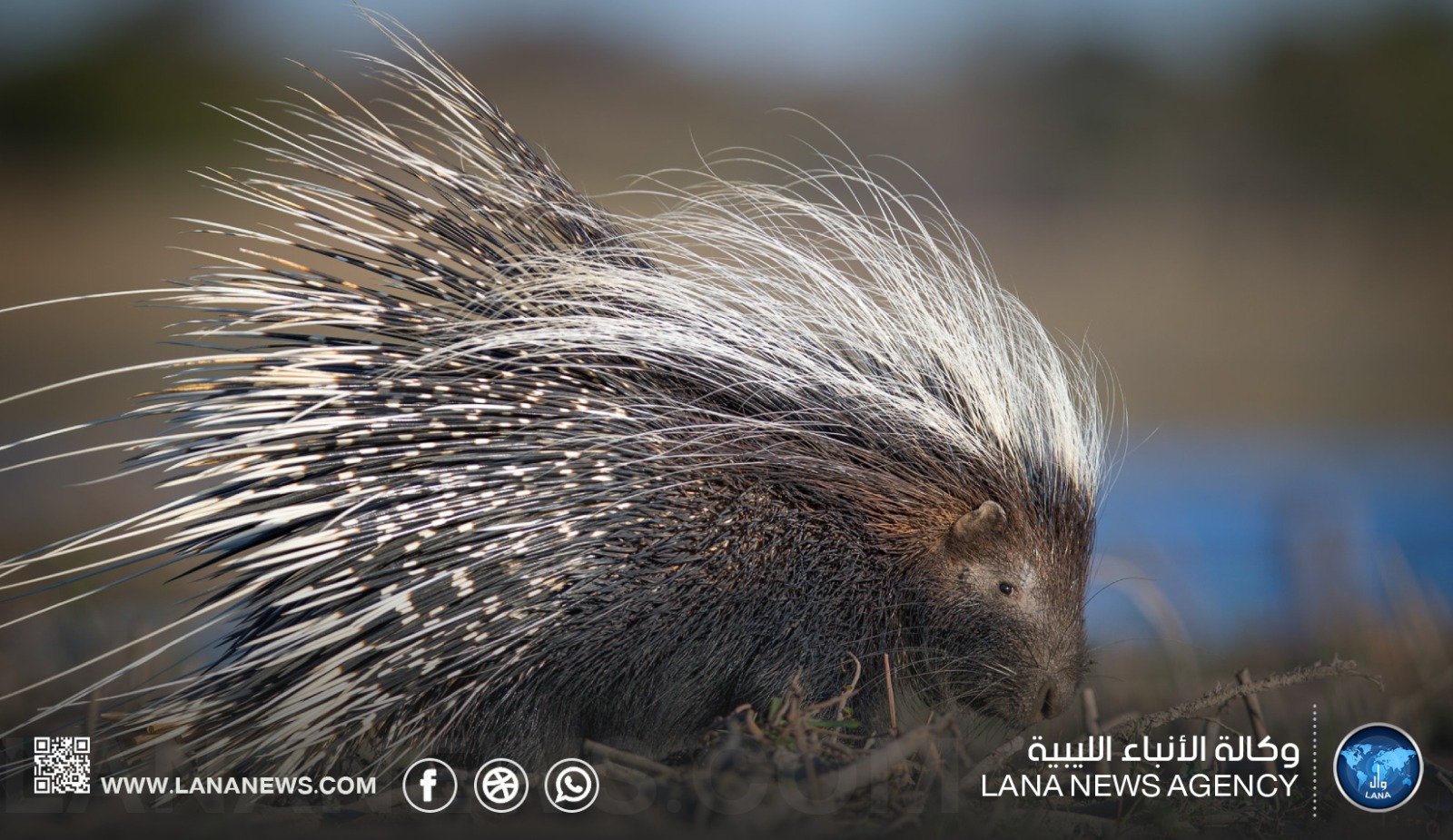 منظمة البراري تطالب بحماية الشيهم والحد من صيده الجائر