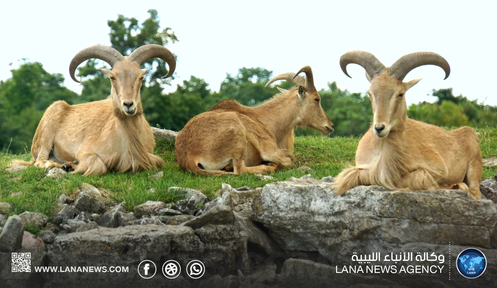 موسوعة ليبية توثق نحو 600 نوع من الحياة البرية بعد عقدين من الرصد الميداني