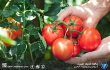 دراسة علمية تكشف تأثيرات مفيدة للطماطم على الدماغ