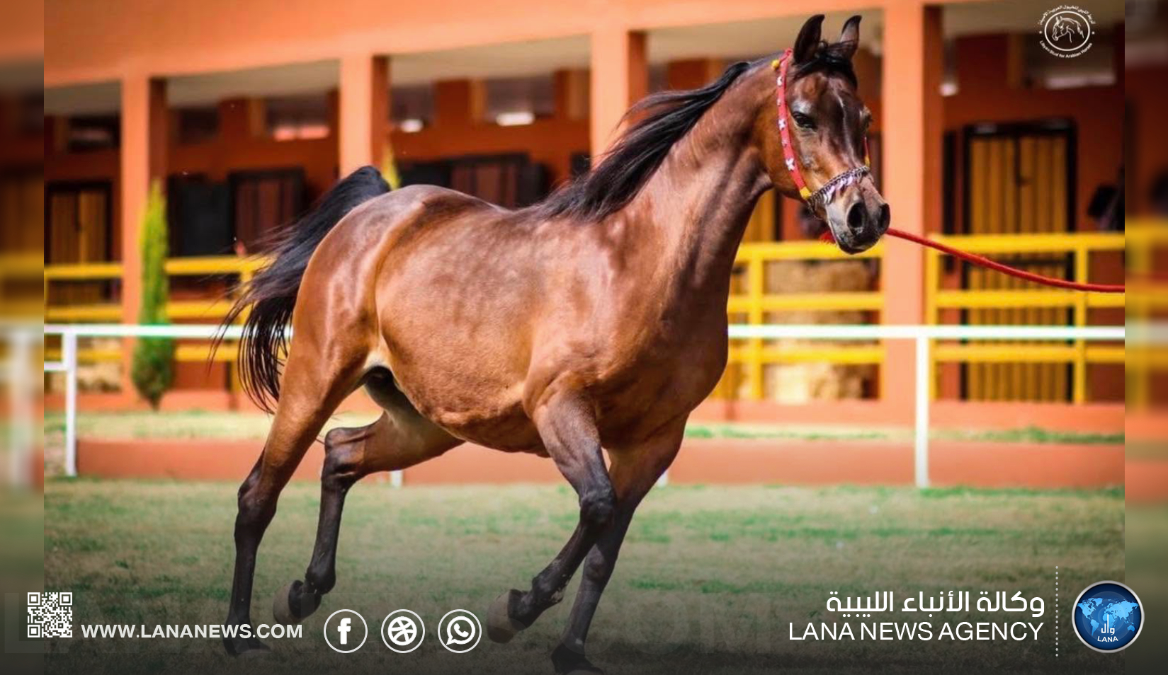 المربط الليبي ينظم النسخة الرابعة من مزاد الخيول العربية في بنغازي