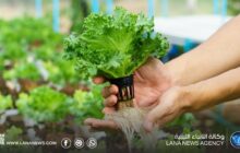 الزراعة المائية في ليبيا.. بين كفاءة المياه وتكاليف الإنتاج