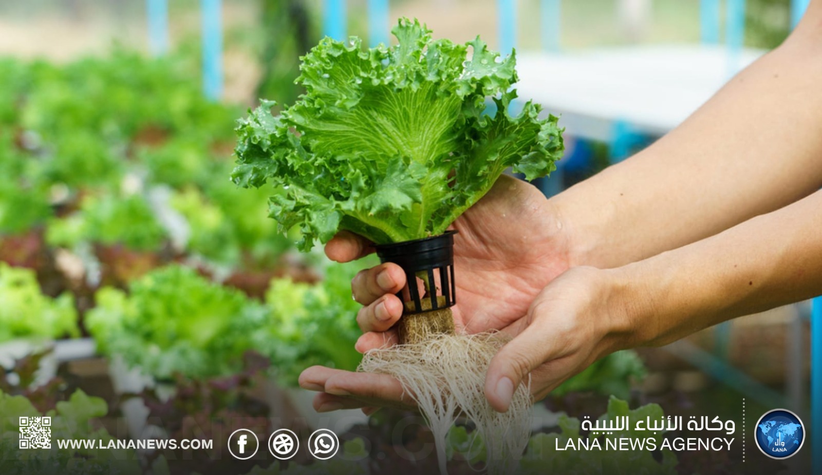 الزراعة المائية في ليبيا.. بين كفاءة المياه وتكاليف الإنتاج