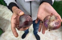 حملة تفتيشية للتأكد من صحية البصل المتداول في أسواق طرابلس