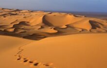 تقرير| 