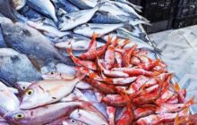دراسة| أكثر أنواع الأسماك استهلاكاً في ليبيا سبب مباشر في الإصابة بسرطان القولون 